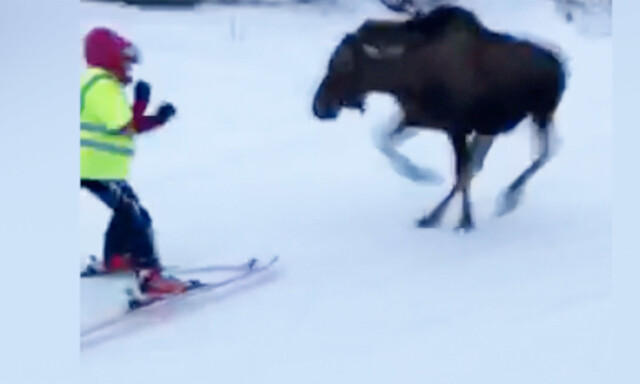 image: Her blir Marie (17) angrepet av elg i skibakken: - Ekkelt!